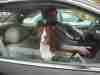 No burning, no drinking, just a nice Sunday Dog Drive