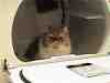 Some cats enjoy being tossed around vigorously in a dryer....really.